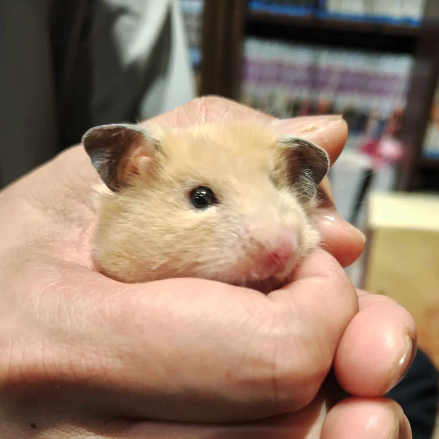 熊本市のフードバークピポです