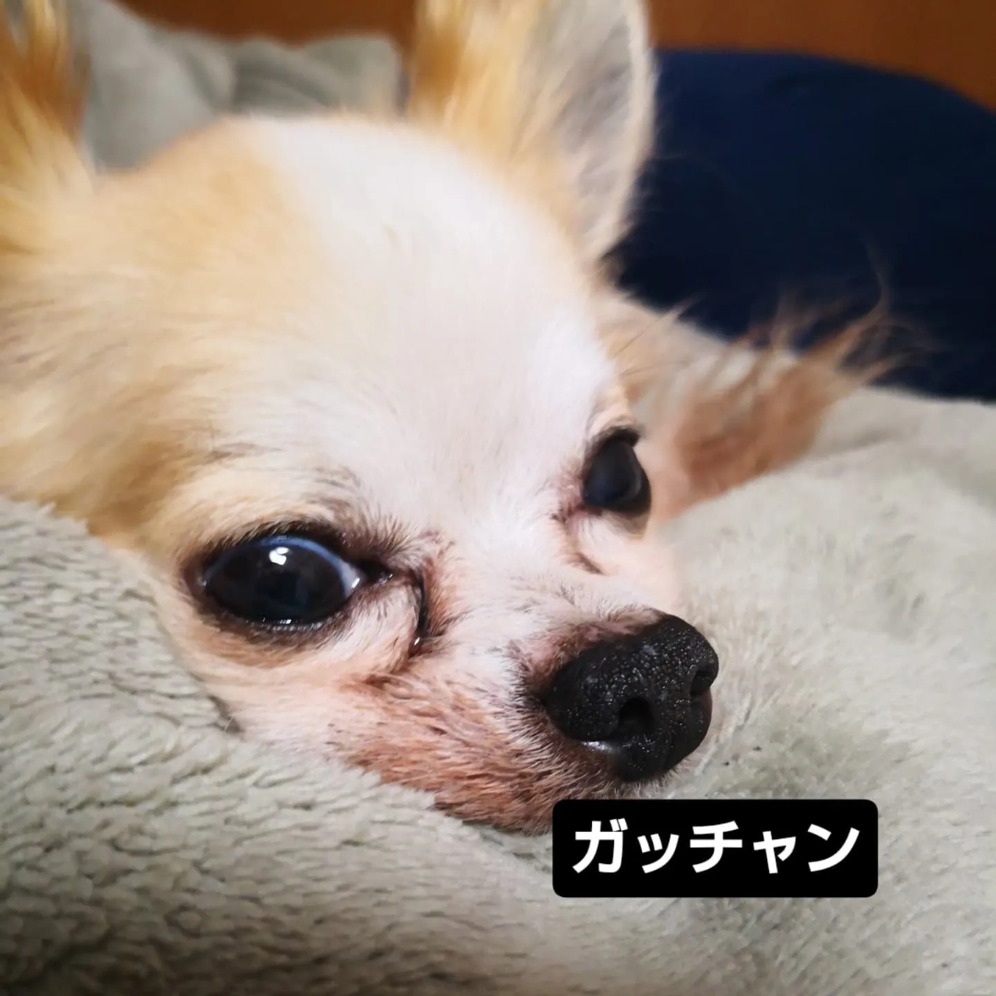 フードバークピポ