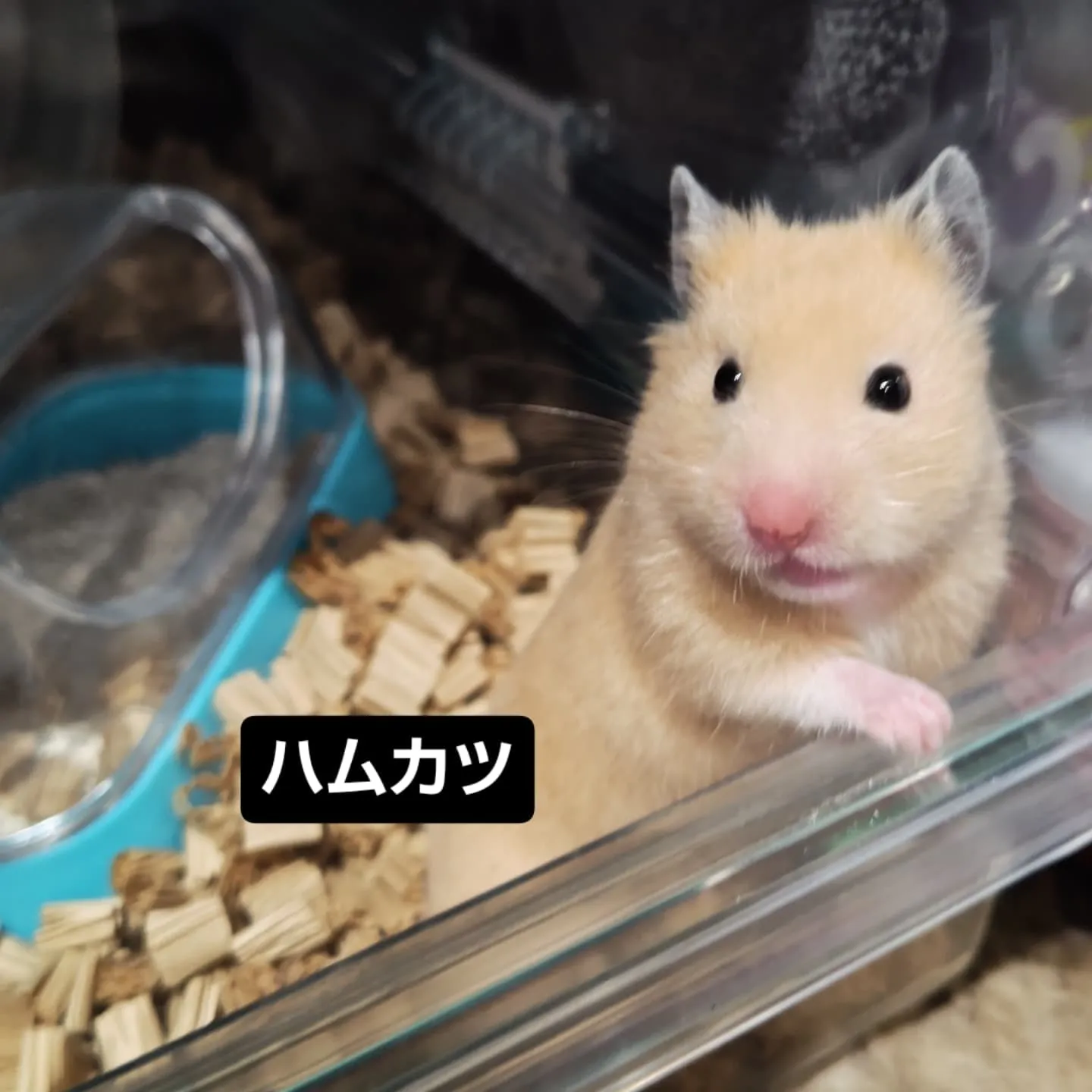 フードバークピポ