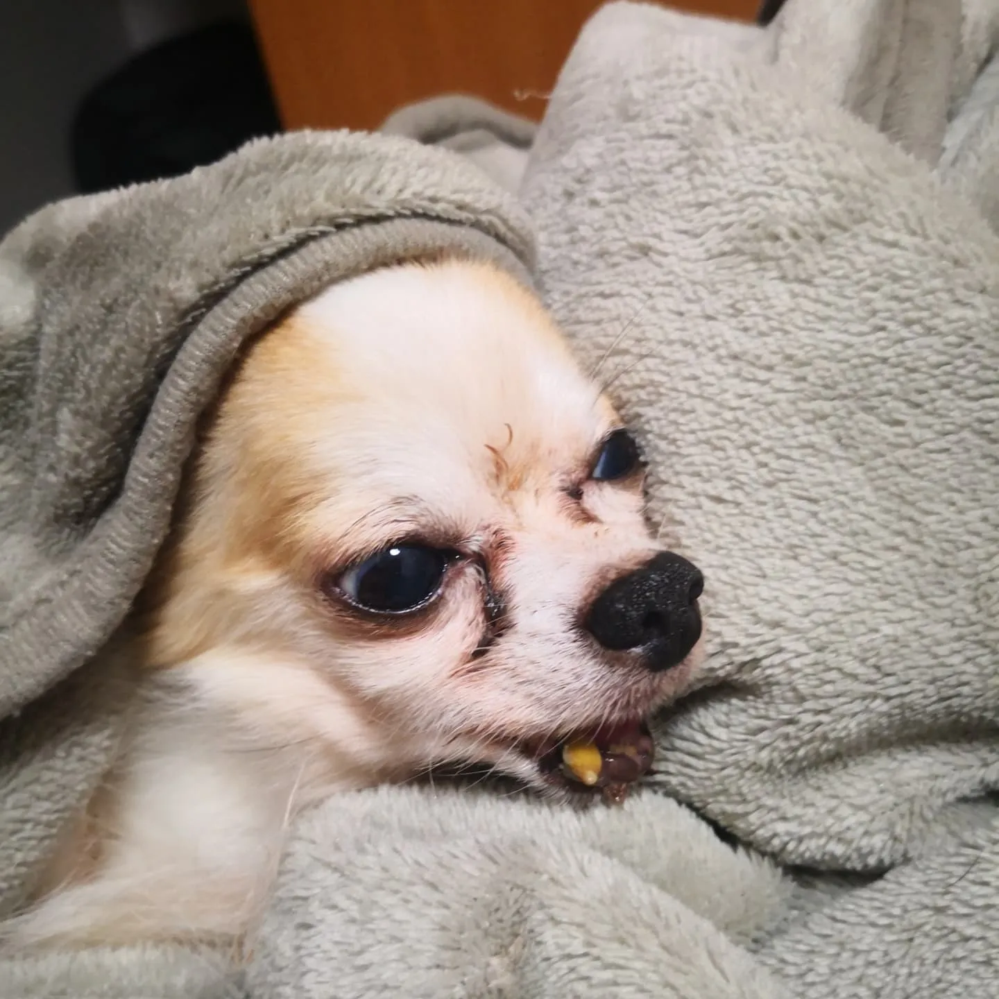 フードバークピポです