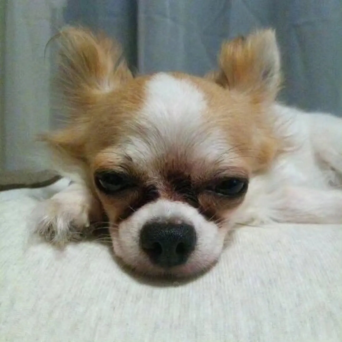 フードバークピポでぇす