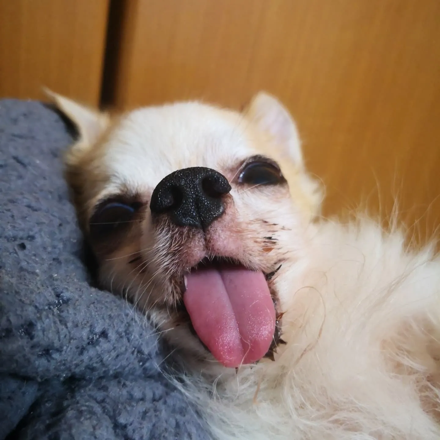 フードバークピポです