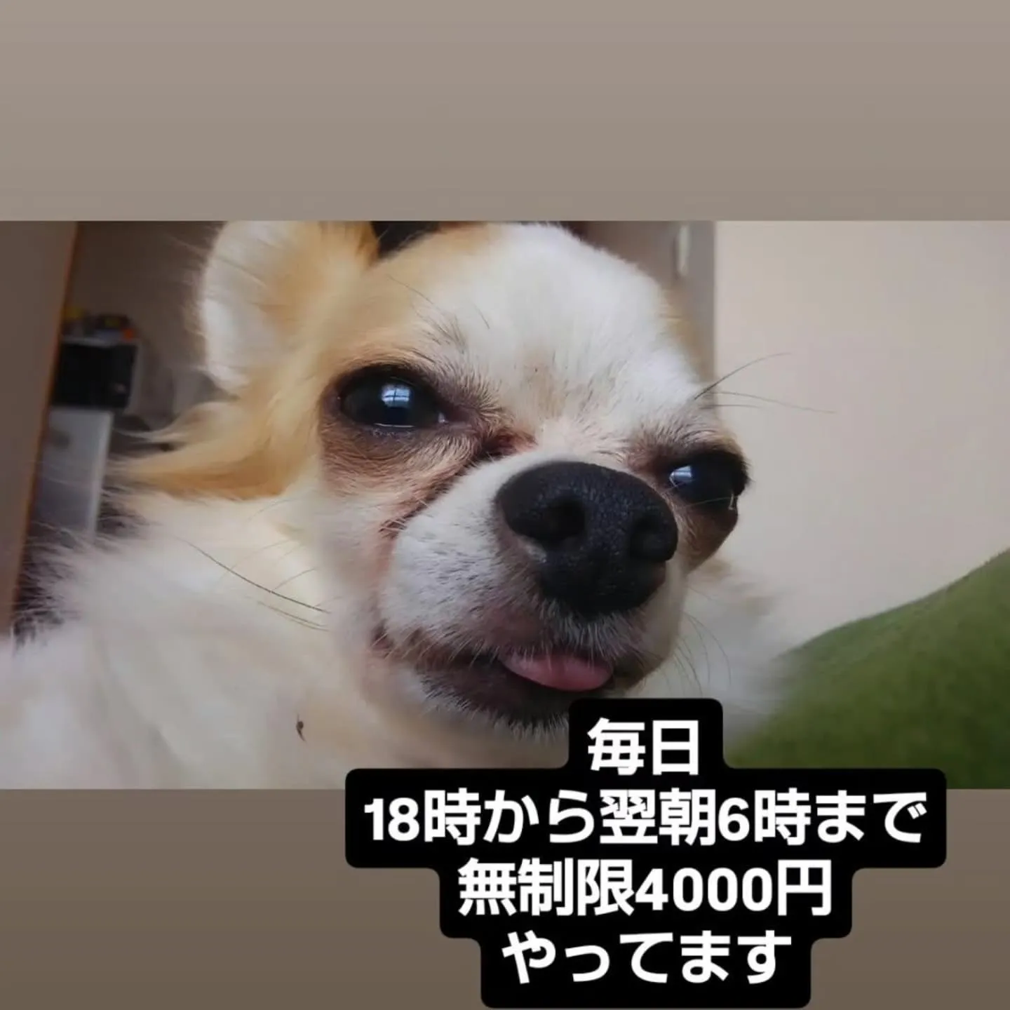 フードバークピポです