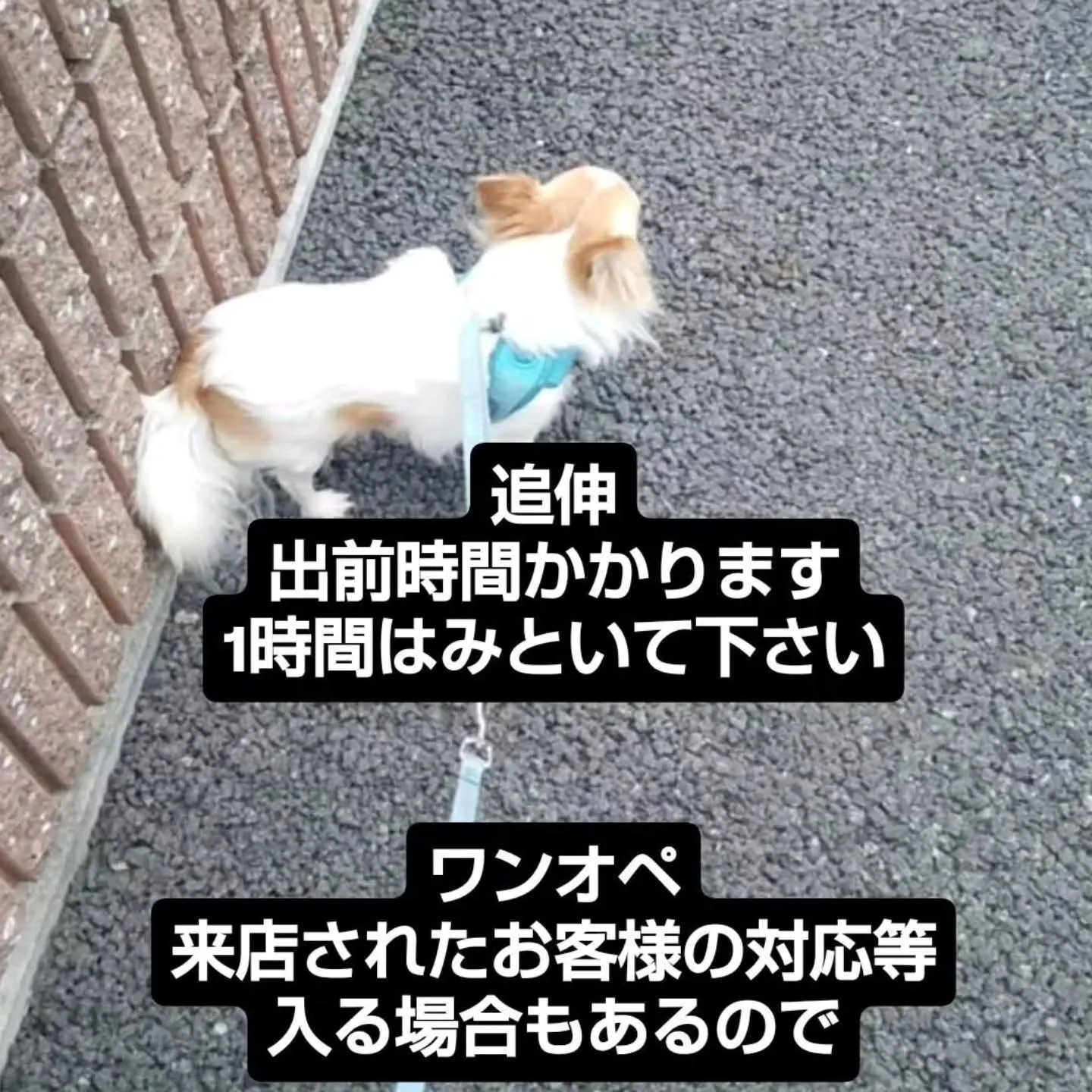 フードバークピポです