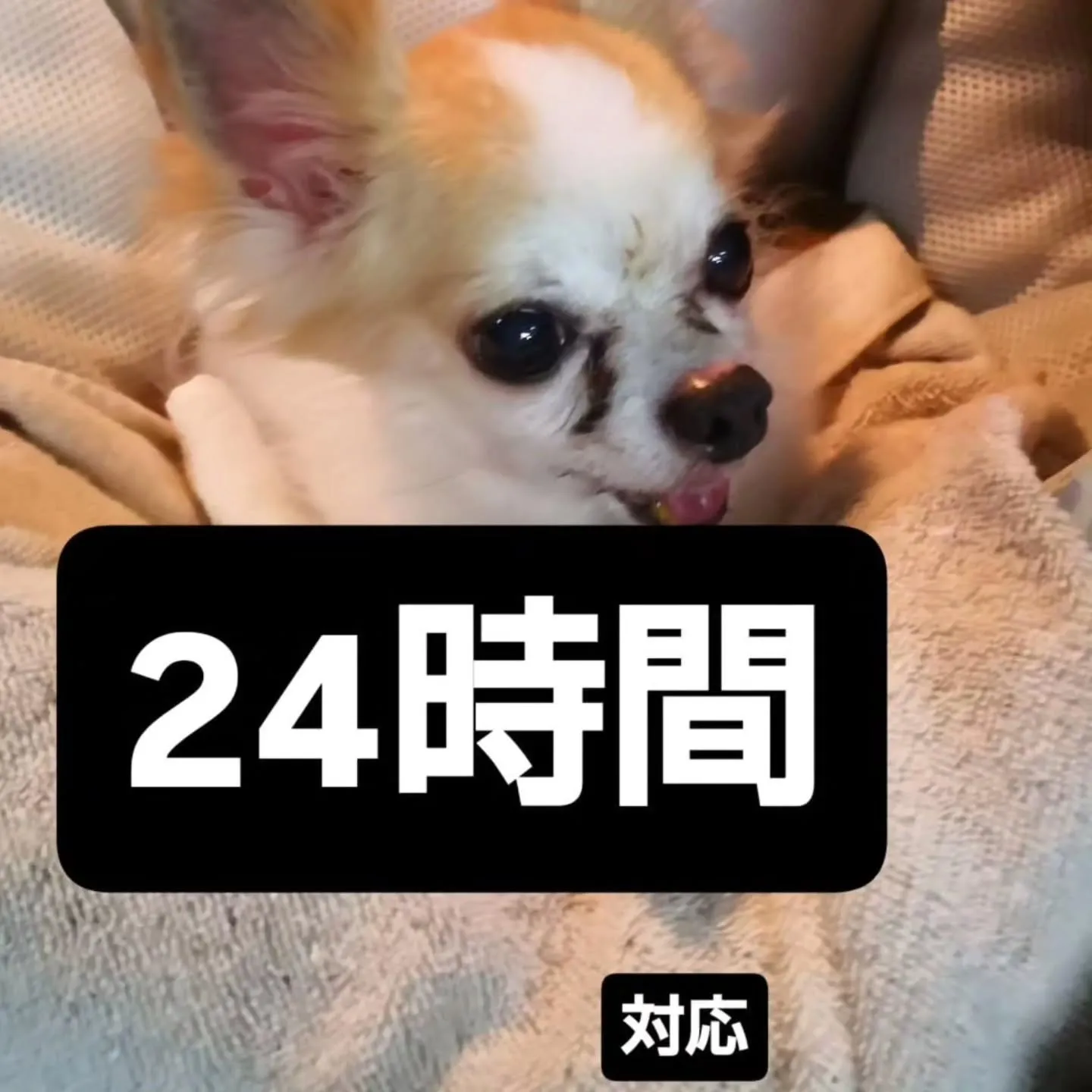 フードバークピポです